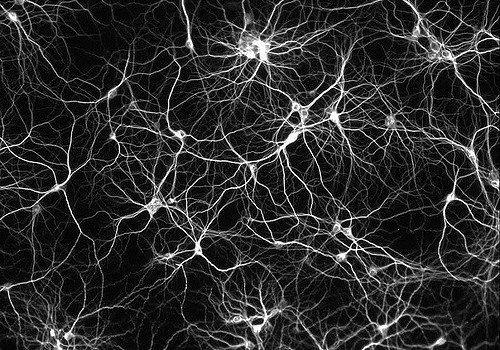 neurons.jpg