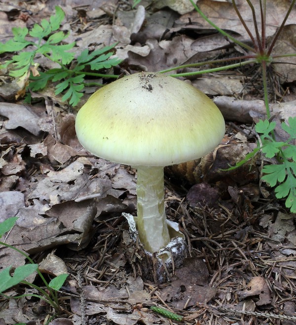 death-cap.jpg