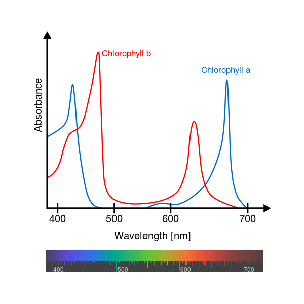 Chlorophyll A-B absorption.png