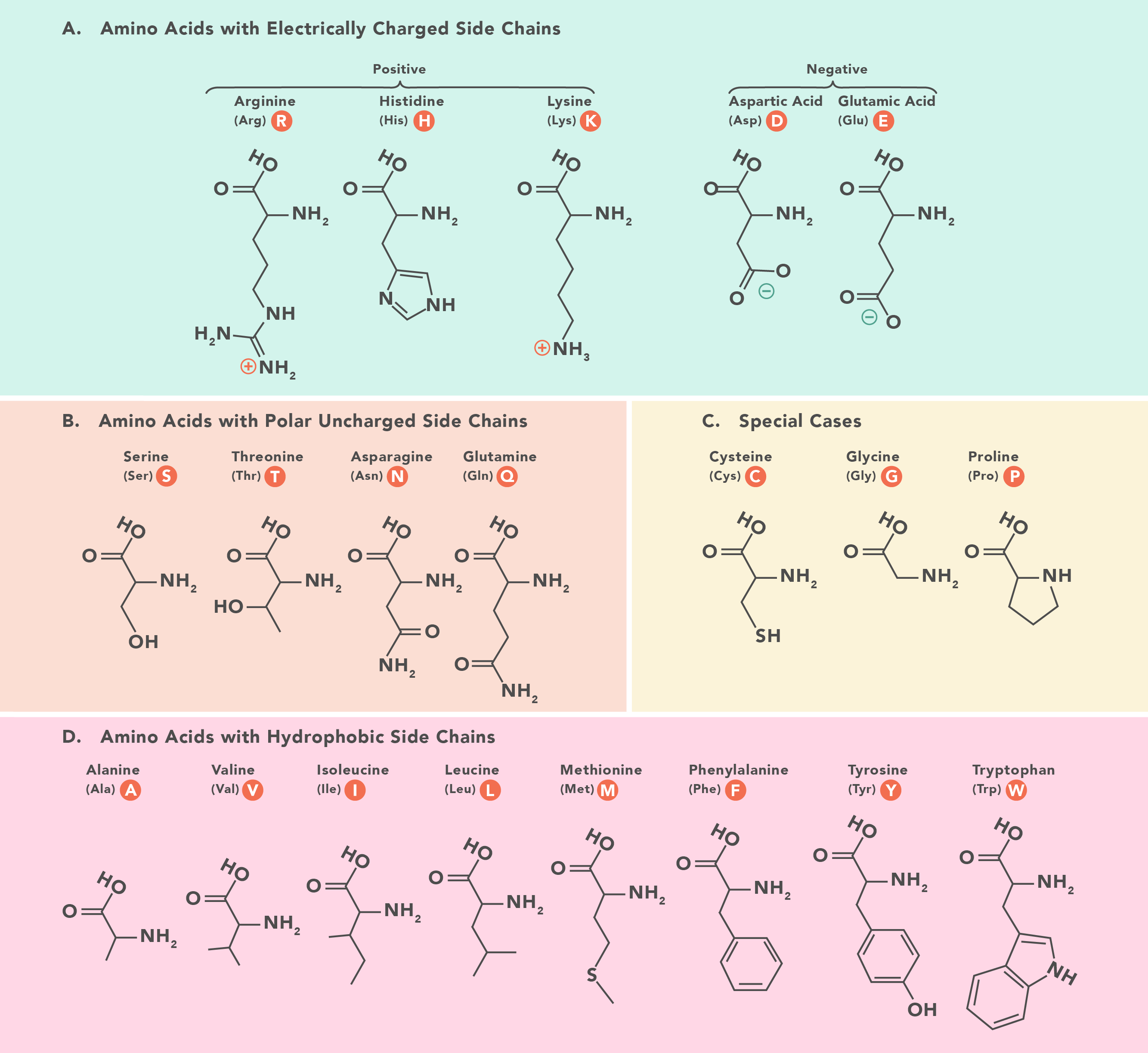 aminoAcids.png