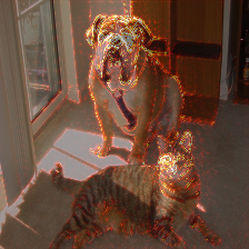 cat_dog_On_Image.png