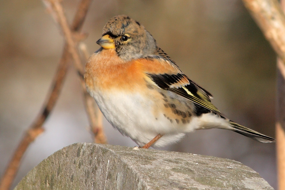 brambling.jpg