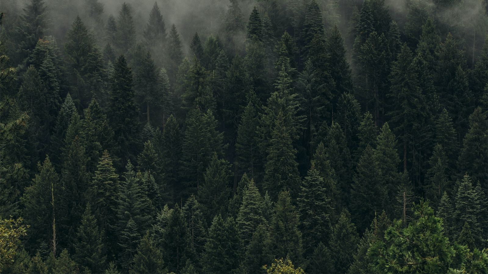 dark_green_forest-dan-otis-OYFHT4X5isg-unsplash.png