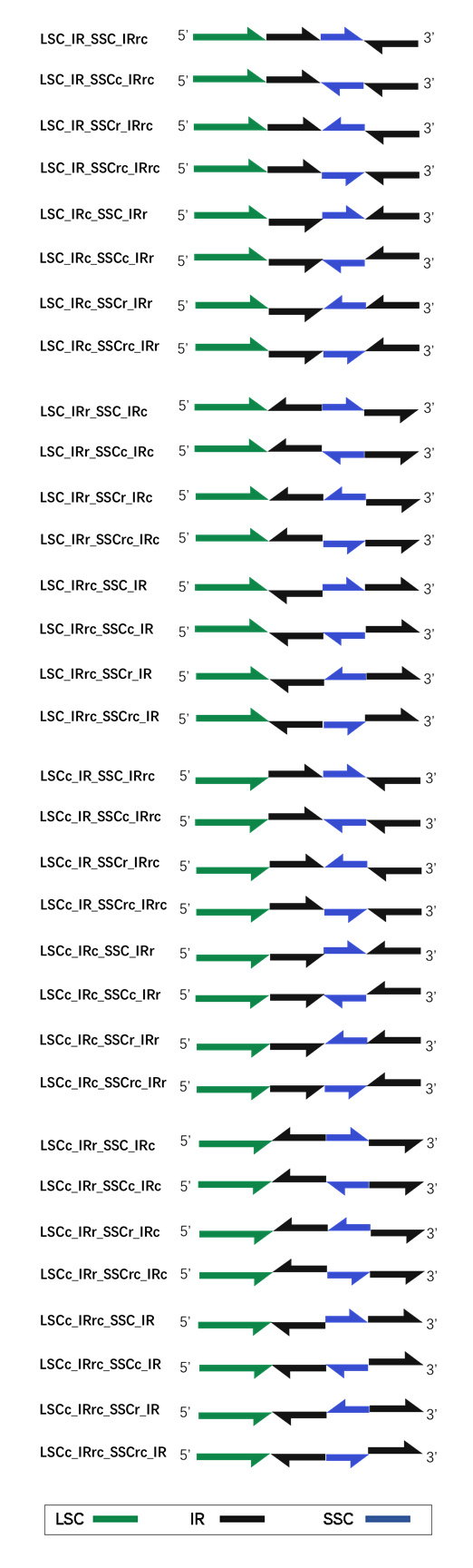 Fig S1. 32 chloroplast genome sturctures.png