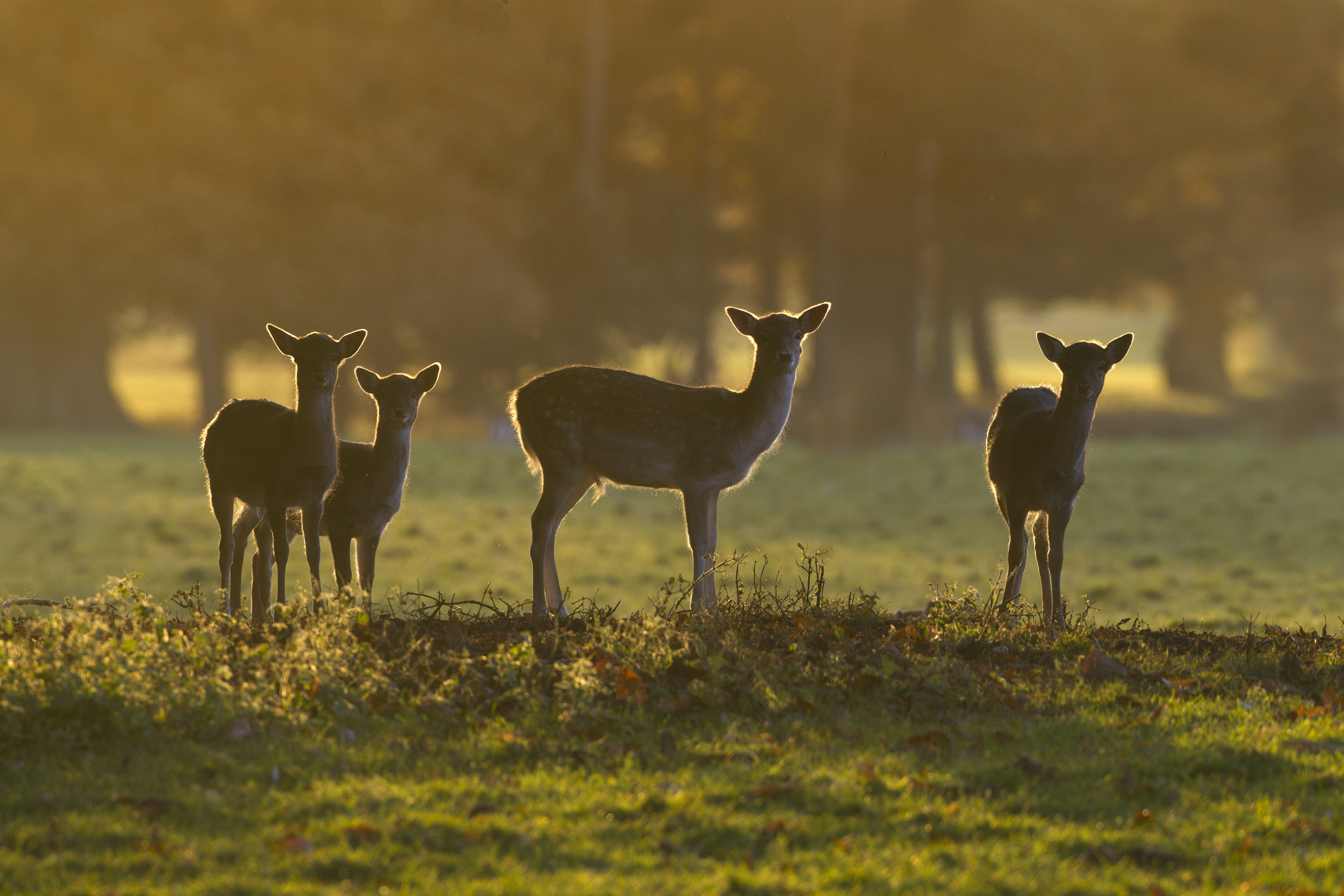 Biggest Parks - Holkham.jpeg