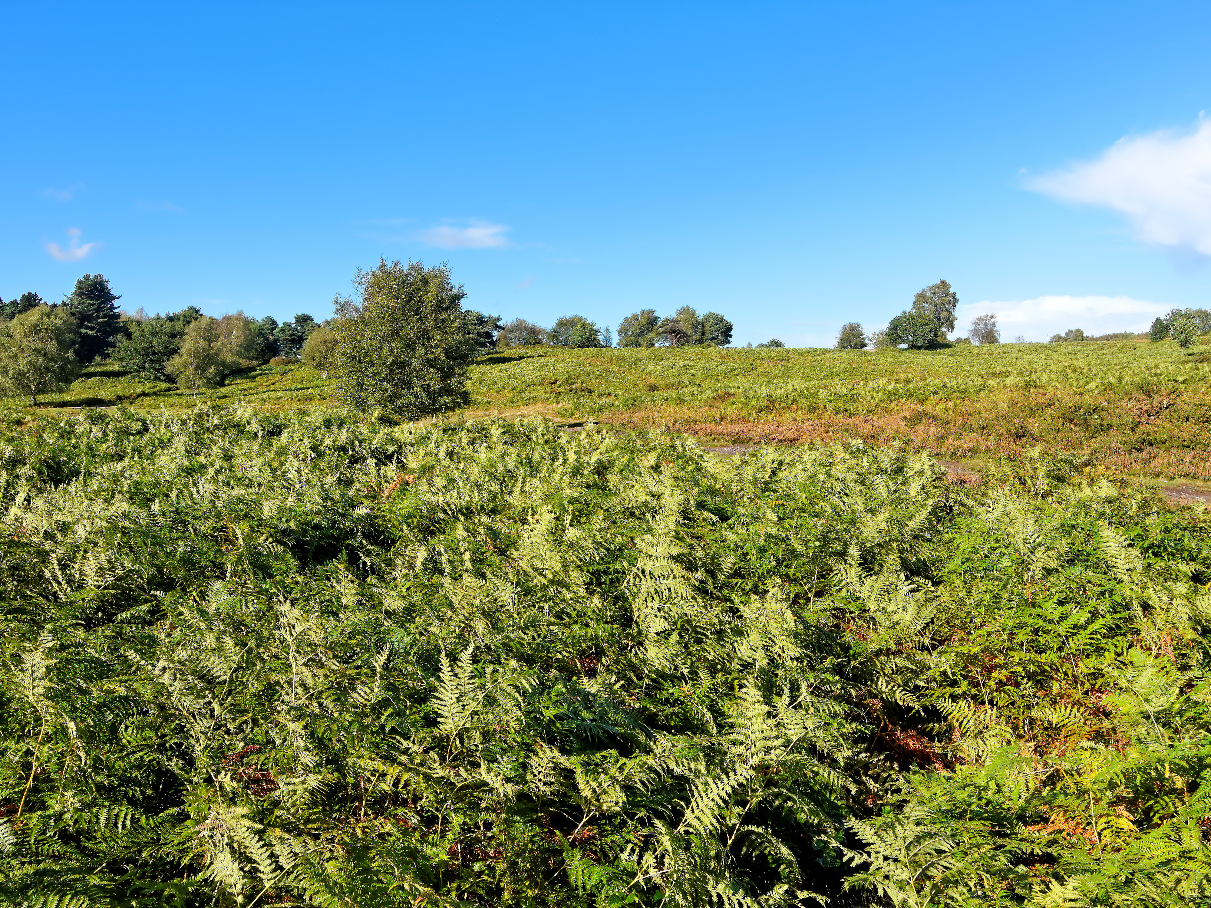 Biggest Parks - Sutton Park.jpeg