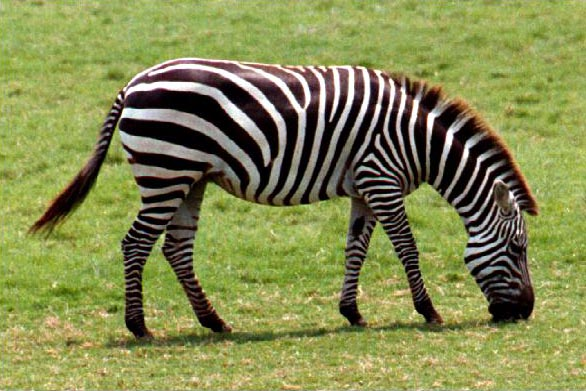 zebra.png