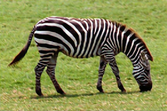 zebra.png_imgsr.png