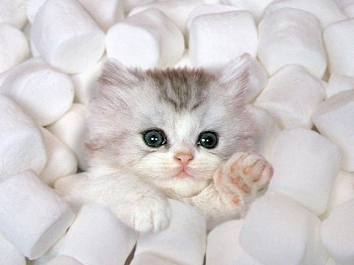 cat-marshmellows.jpg