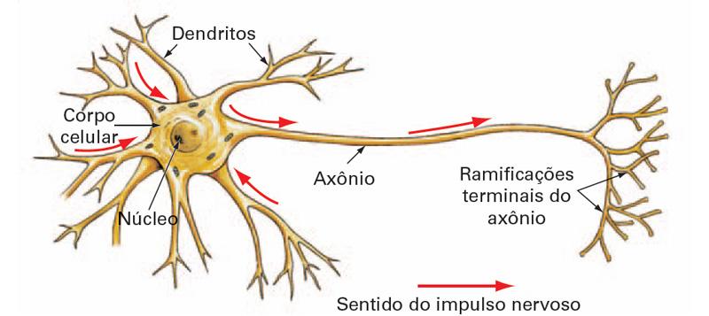 neuronio.jpg