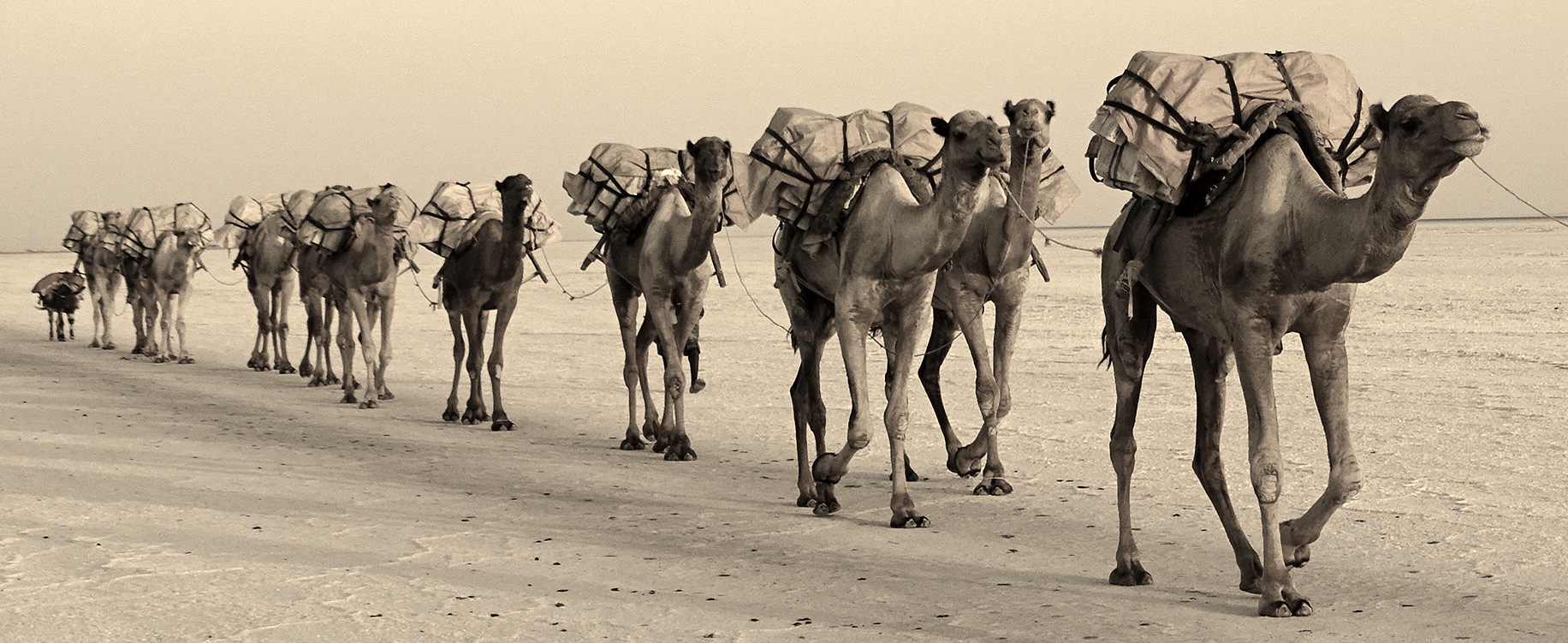 camel-train.jpg