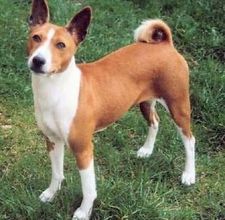 Basenji_00974.jpg