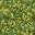 grass.png