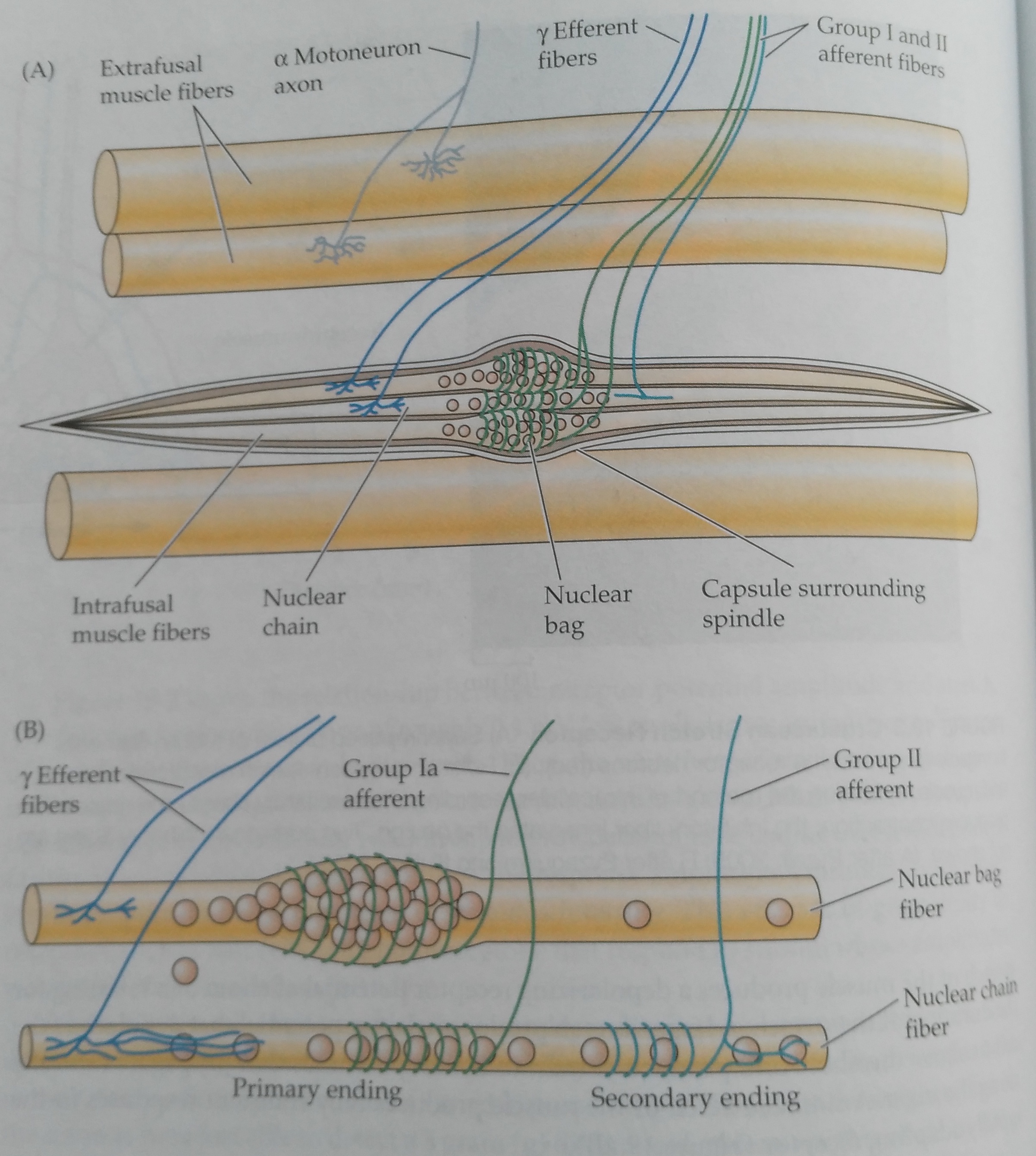 innervation.jpg