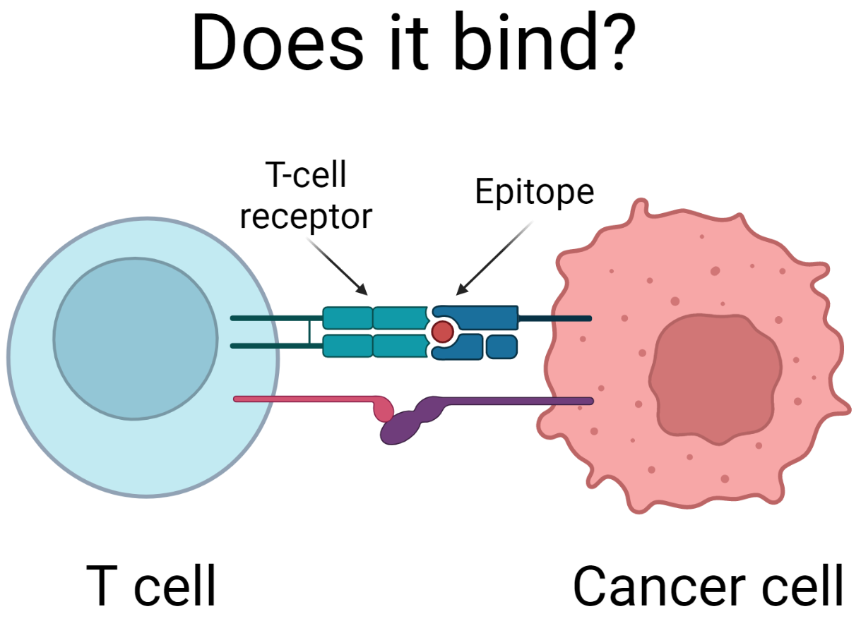 tcr-epitope-binding.png